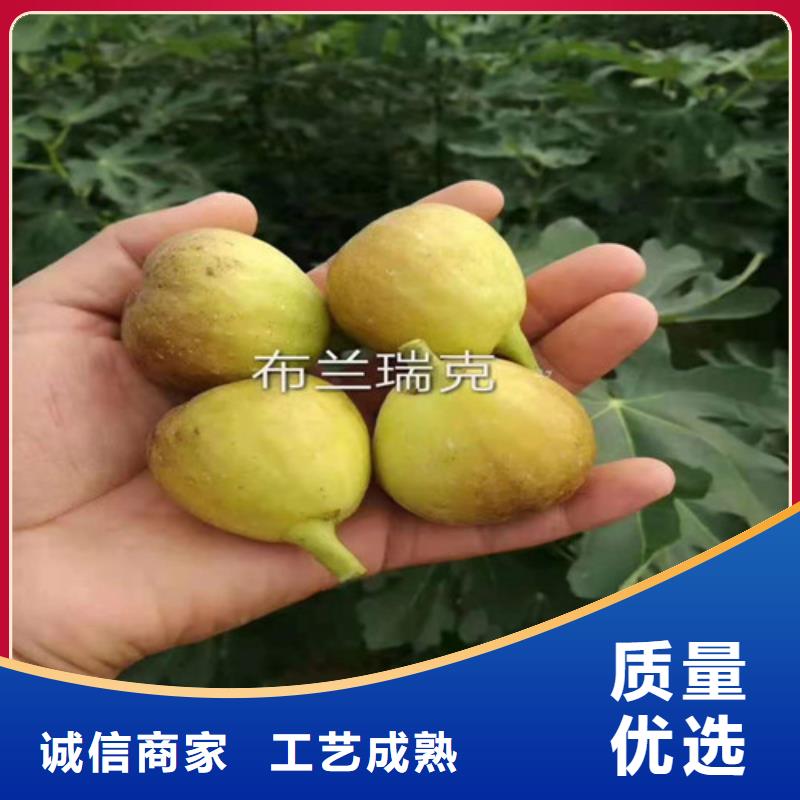 无花果油桃苗用心做品质