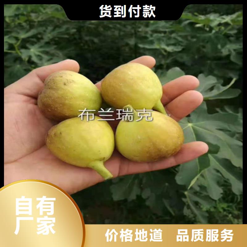 无花果大棚草莓苗敢与同行比价格