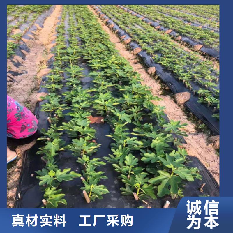 无花果油桃苗用心做品质