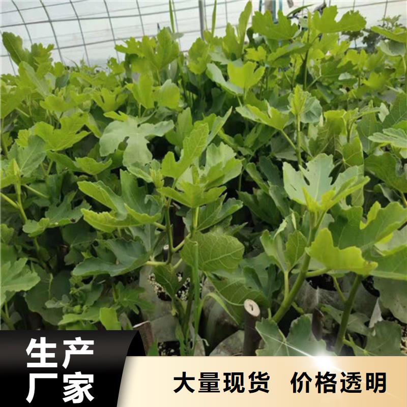 无花果梨树苗产品优势特点