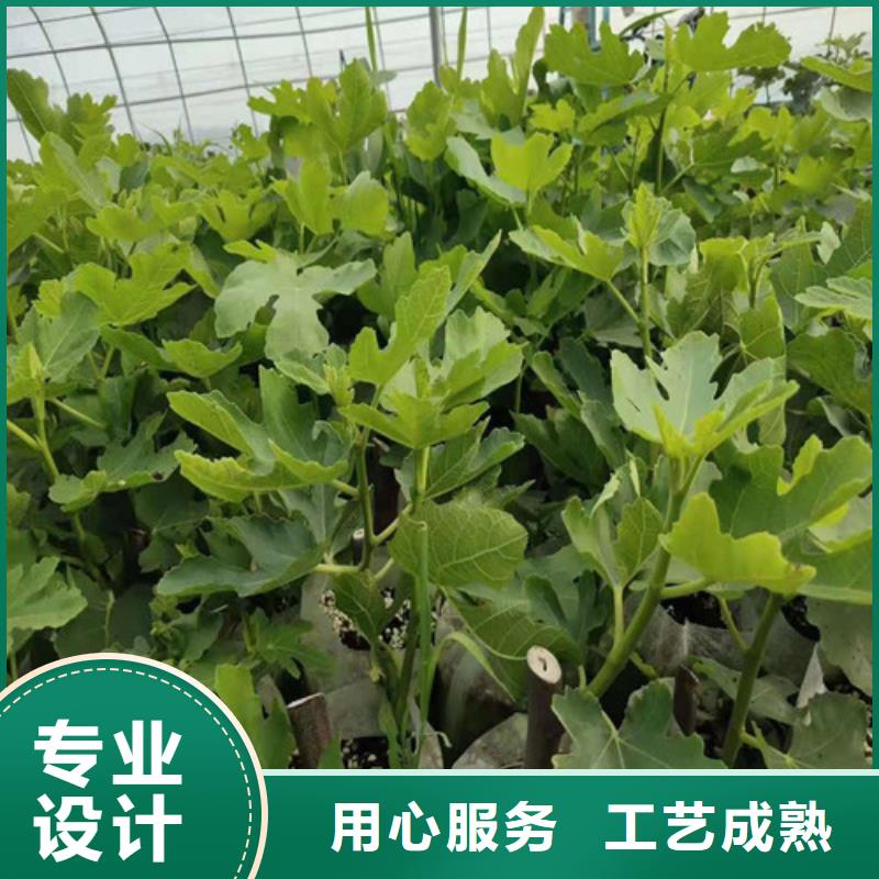 无花果秋月梨苗追求细节品质