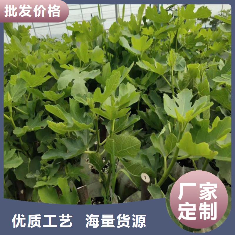 无花果大棚草莓苗多种工艺