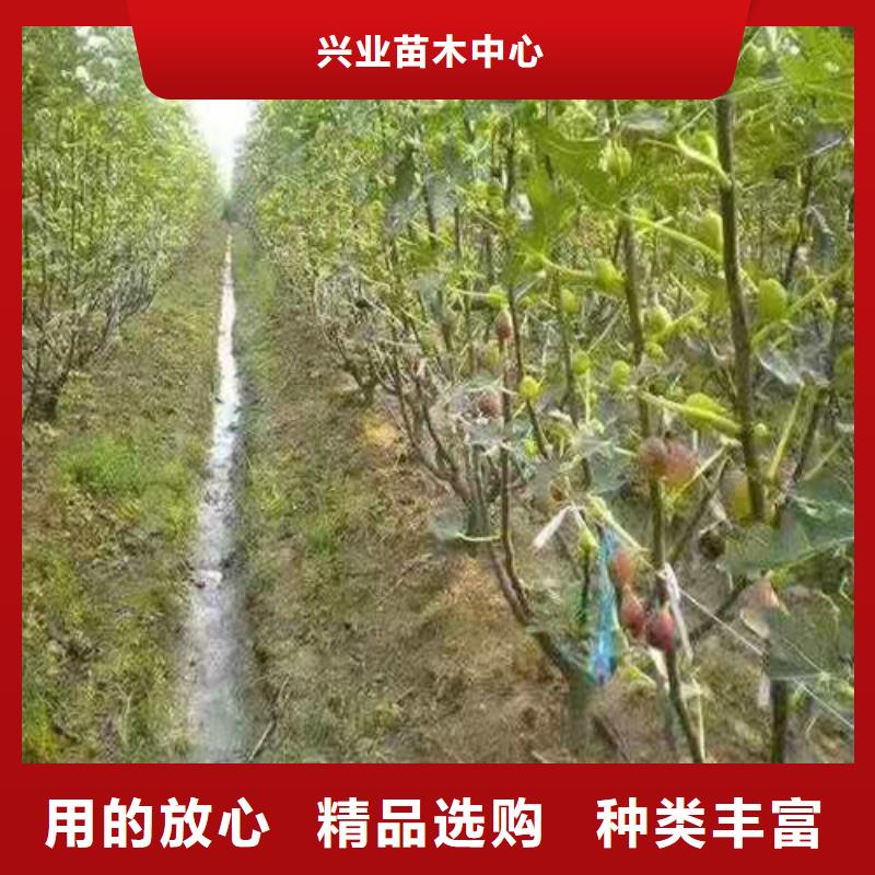 无花果-大棚草莓苗质优价保