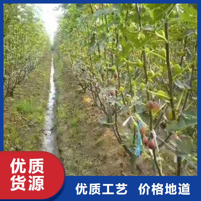 【无花果】桃树苗工厂认证