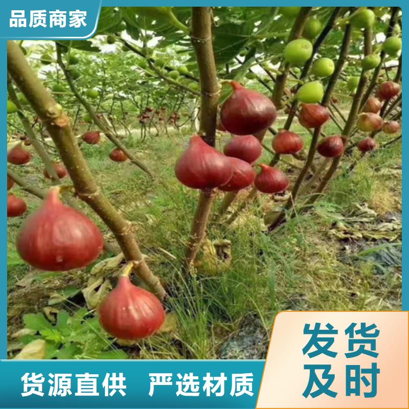 无花果杏苗注重细节