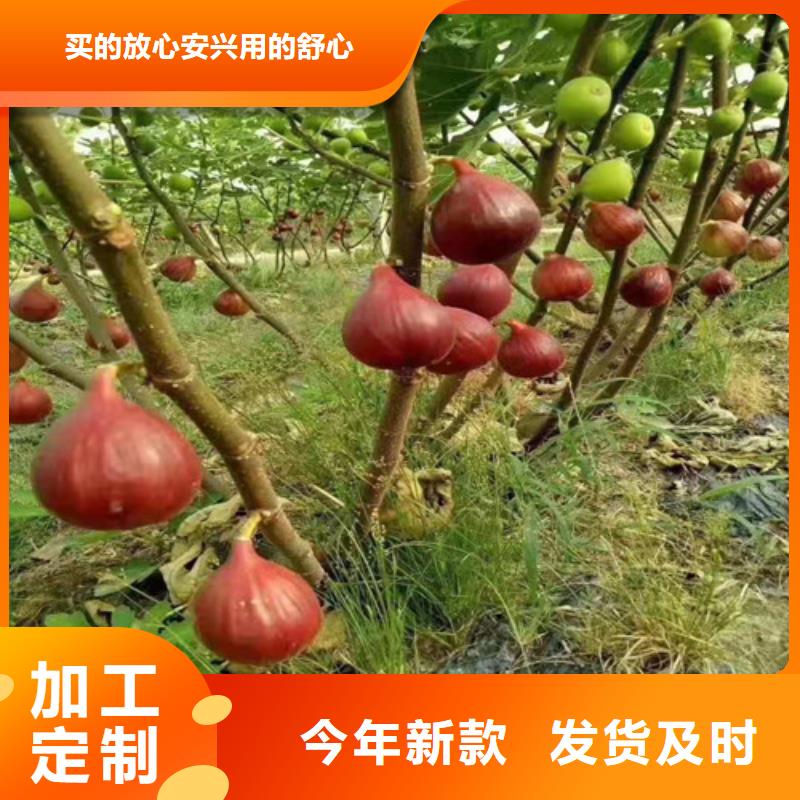 无花果蓝莓苗满足客户需求