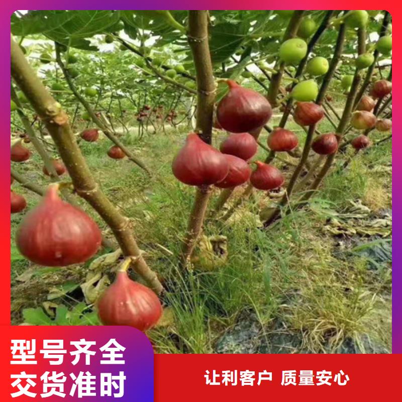 【无花果】-油桃苗规格型号全