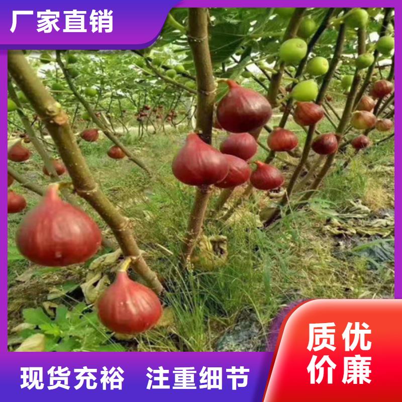 无花果,梨树苗质优价廉