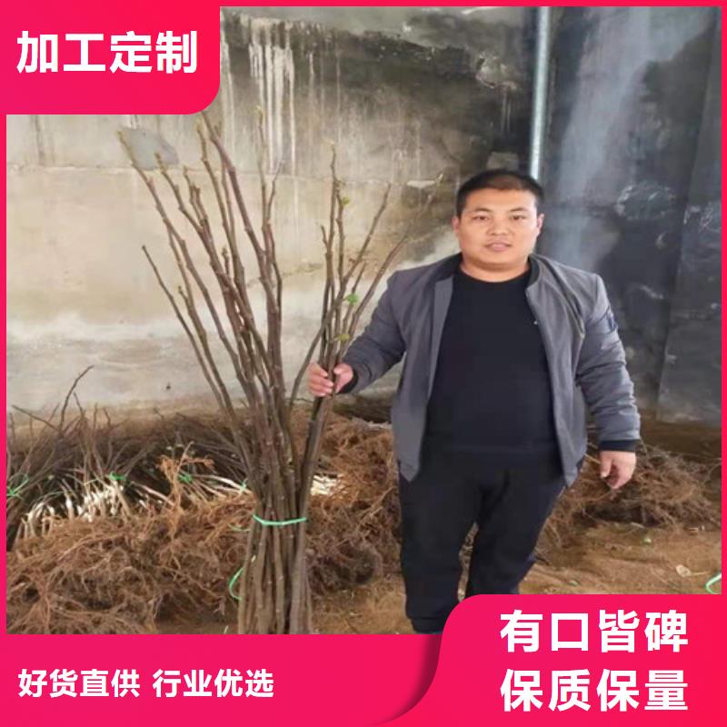 无花果蓝莓苗满足客户需求