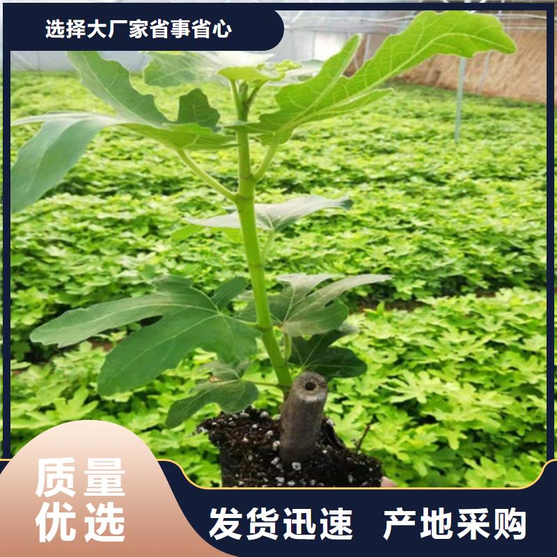 无花果蓝莓苗满足客户需求