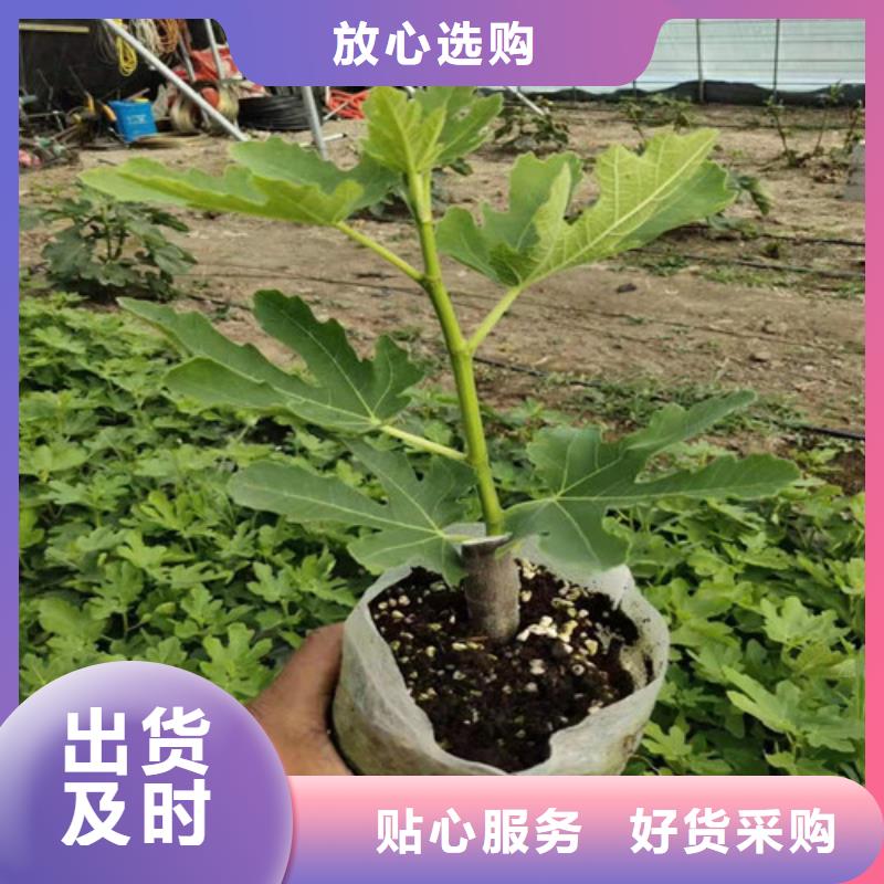 【无花果红颜草莓苗经销商】