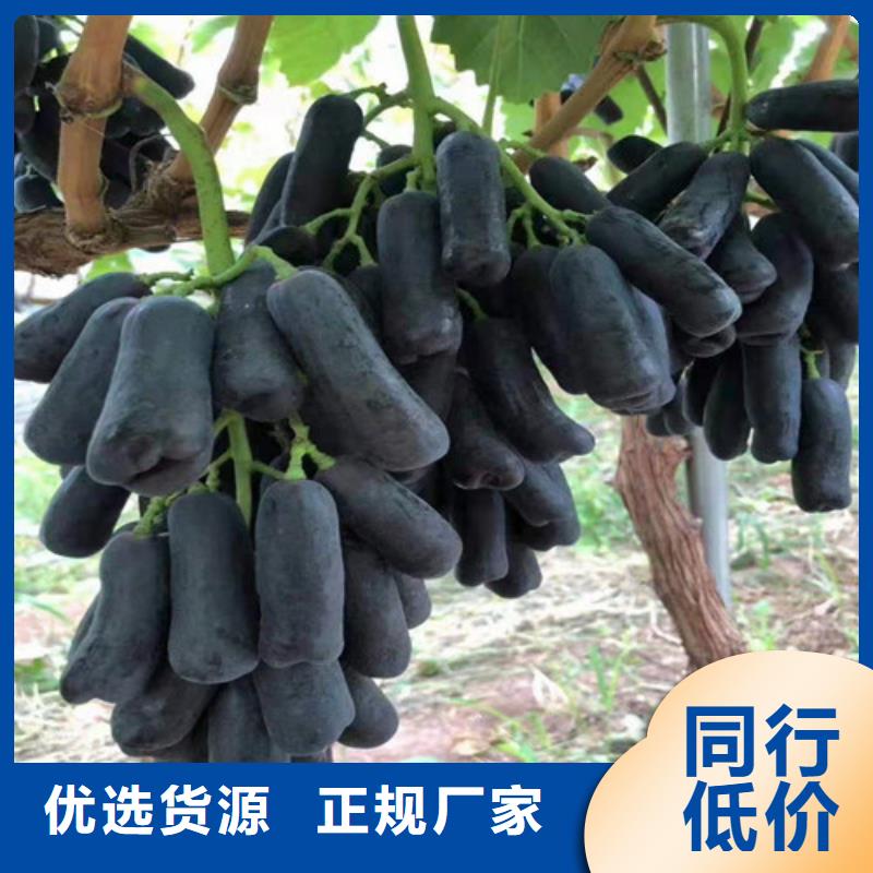 【葡萄樱桃树苗源头工厂量大优惠】