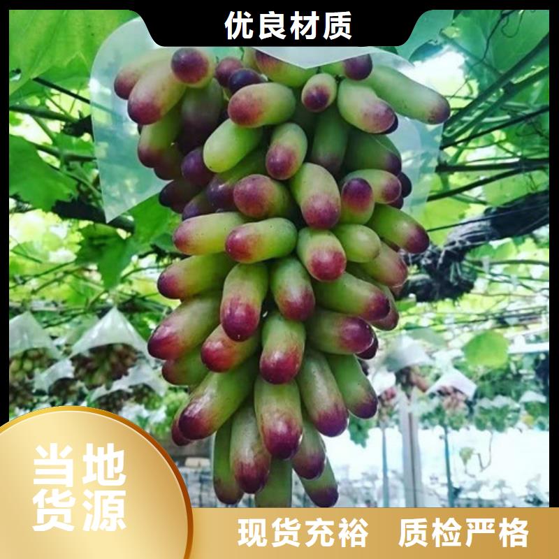 【葡萄大棚草莓苗常年出售】