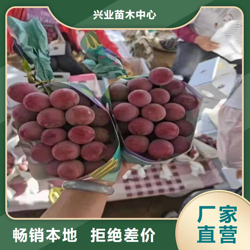 【葡萄】,草莓苗质量无忧