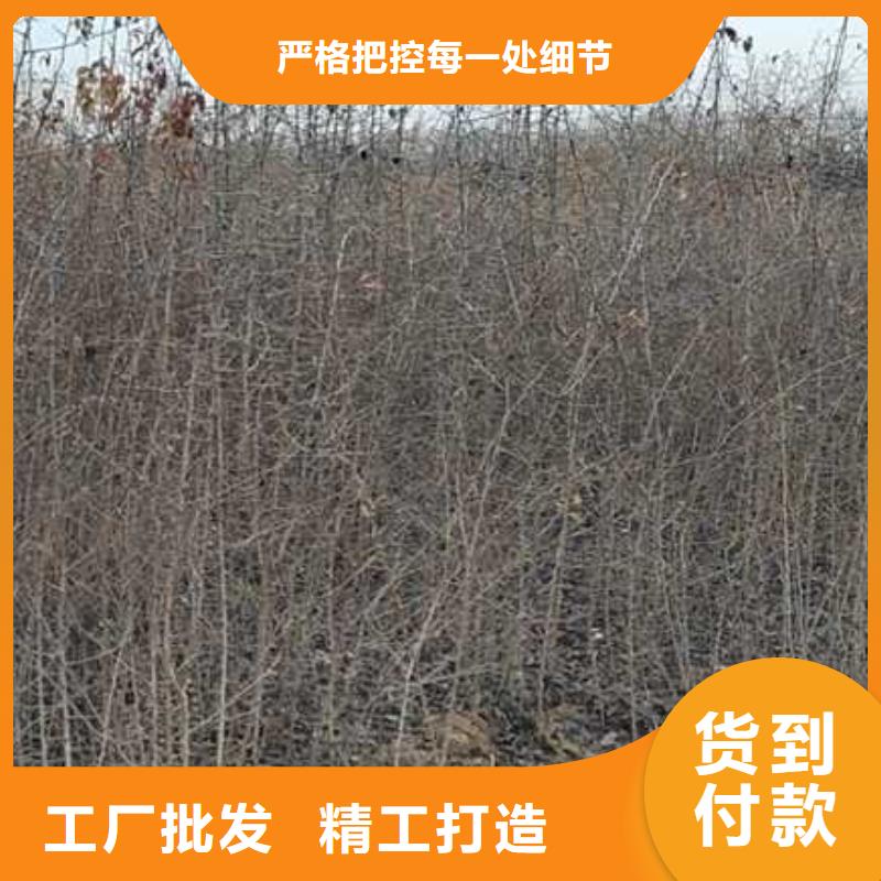 【杜梨】梨树苗基地用心做品质