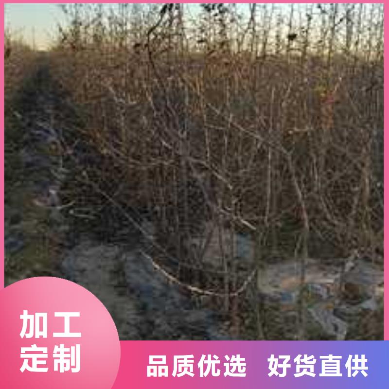 杜梨【秋月梨树苗】专注品质