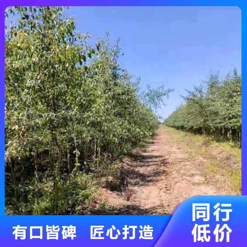 杜梨山桃苗把实惠留给您