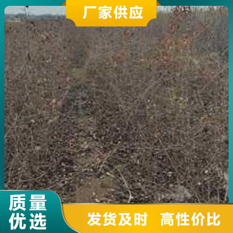 【杜梨】梨树苗基地用心做品质