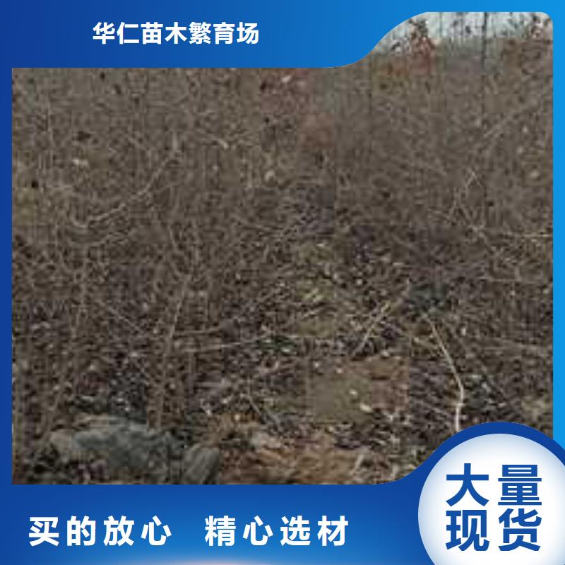 杜梨梨树苗基地源头工厂量大优惠