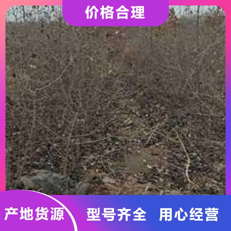 【杜梨】_杜梨苗拒绝伪劣产品