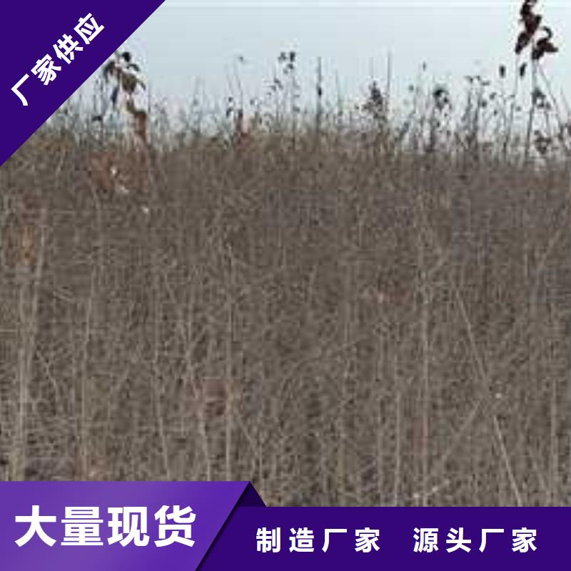 杜梨-【杜梨苗】诚信商家服务热情