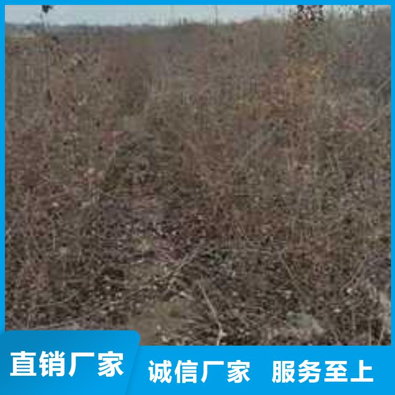 杜梨-梨树苗基地精致工艺