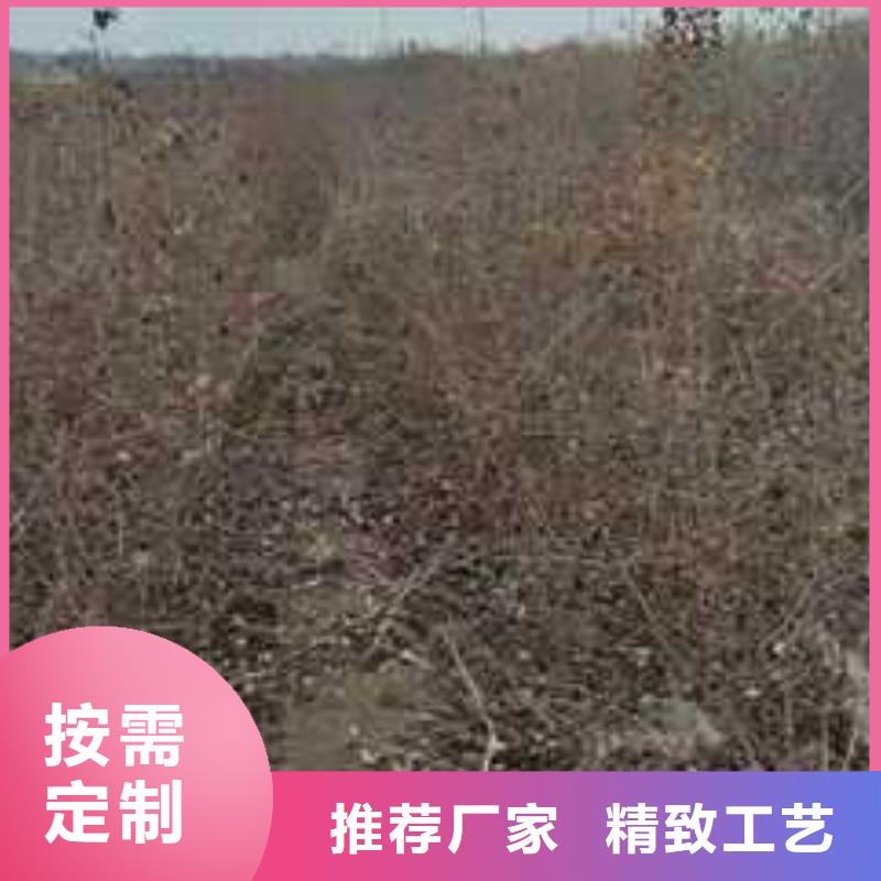 杜梨梨树苗基地联系厂家