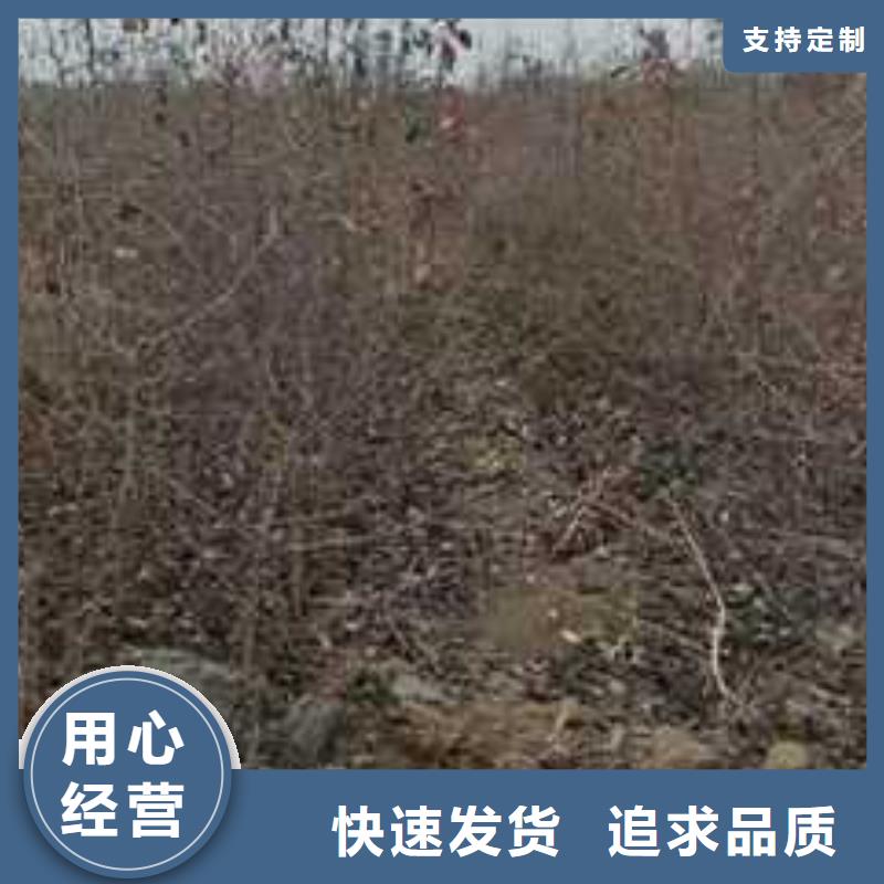 杜梨杜梨苗当地货源