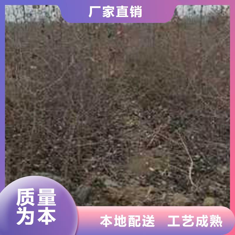 杜梨梨树苗来图定制