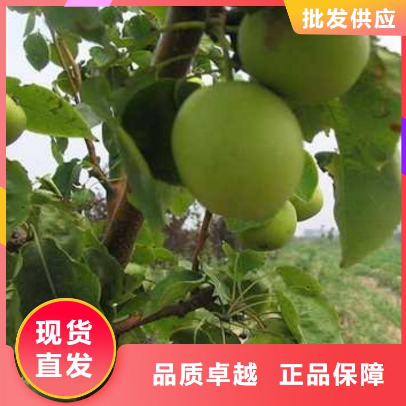 【杜梨杜梨苗自有生产工厂】