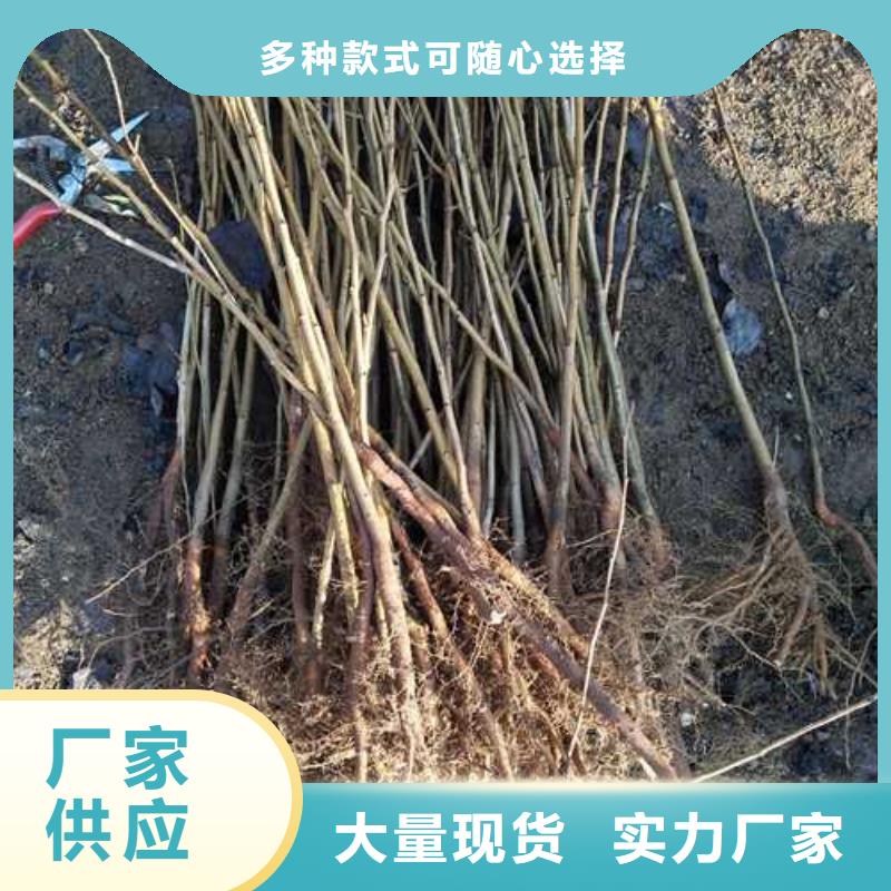 【杜梨-梨树苗基地欢迎来厂考察】