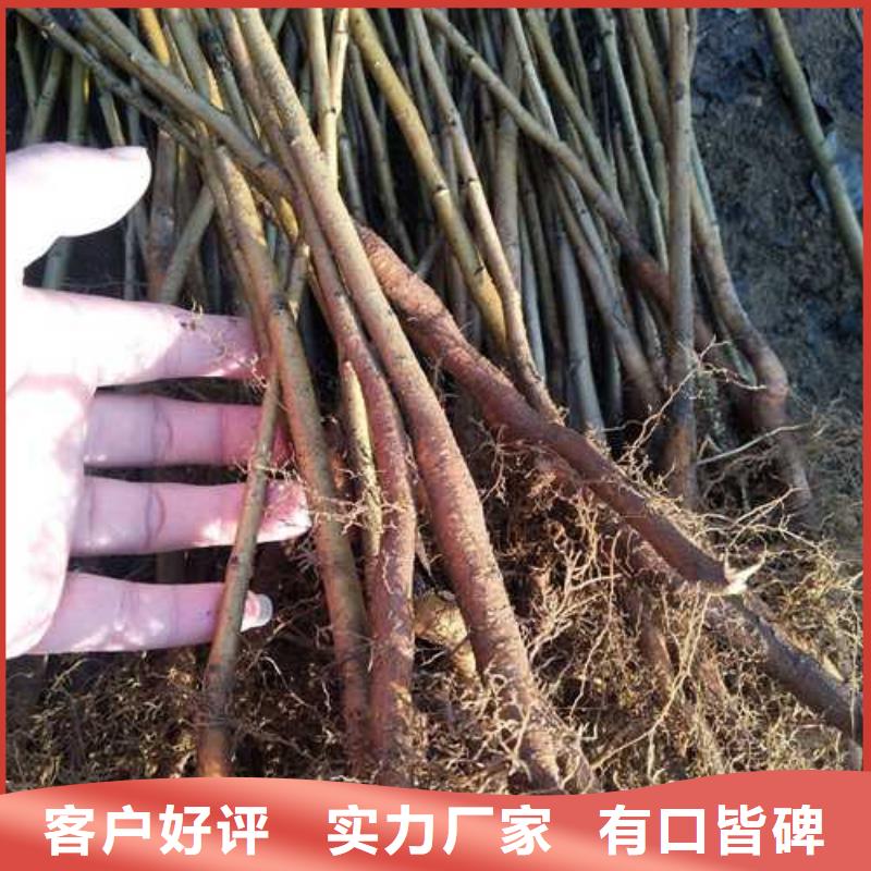 杜梨杜梨苗量大更优惠