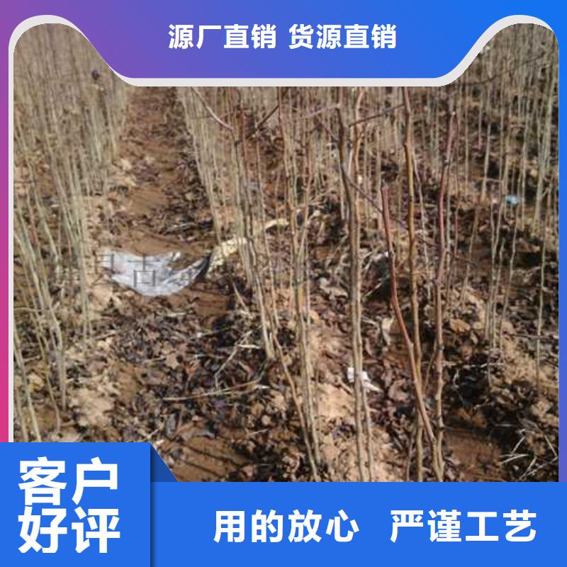 【杜梨】山桃苗定制批发