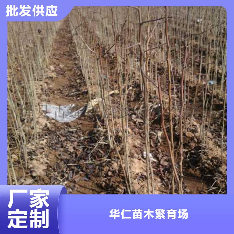 【杜梨】香酥梨树苗保质保量