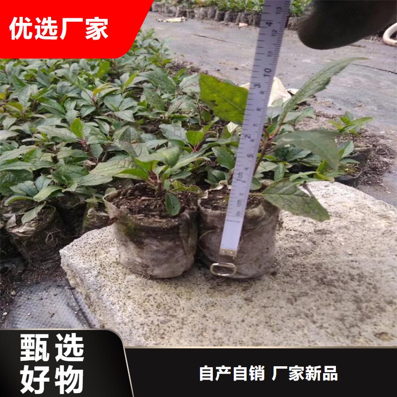 北美冬青苹果苗适用范围广