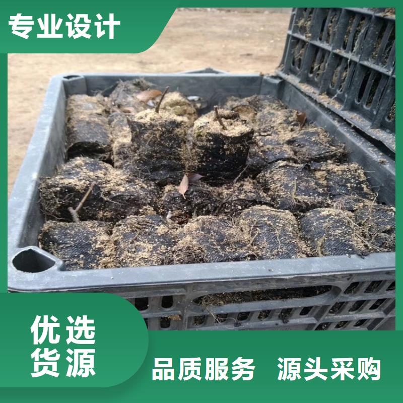 北美冬青蓝莓苗价格实惠工厂直供