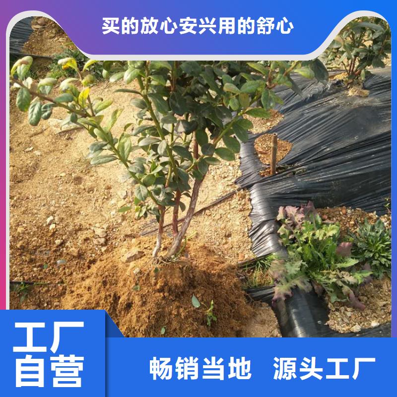 【蓝莓苗杏树苗价格公道合理】