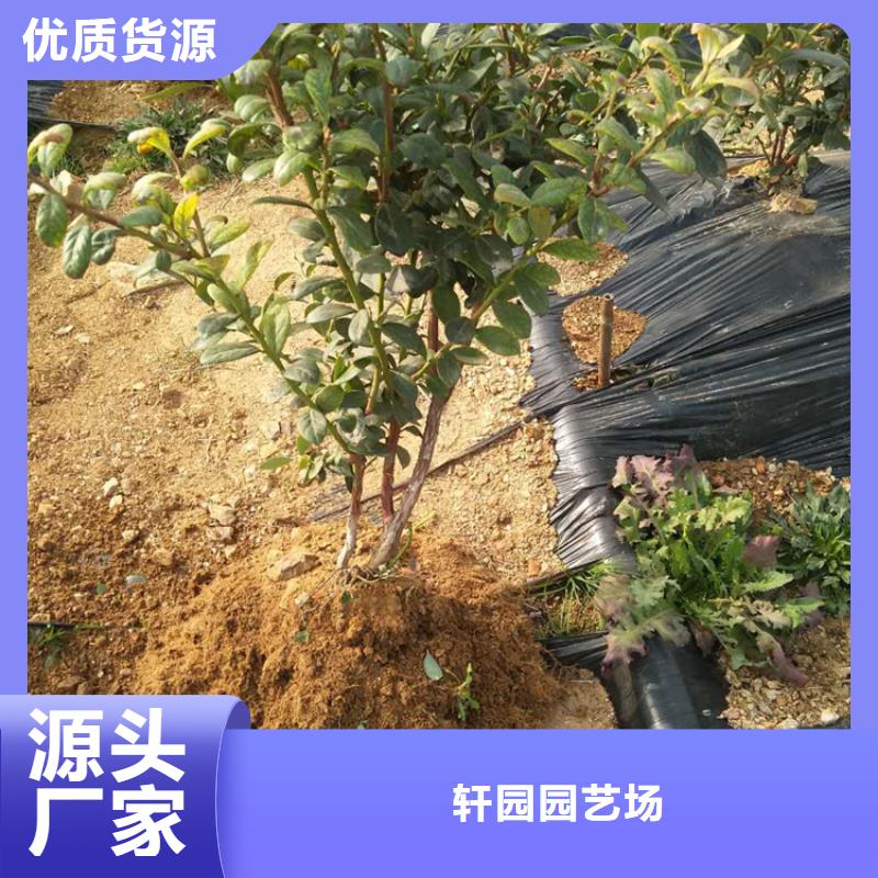 蓝莓苗_樱桃苗批发供应