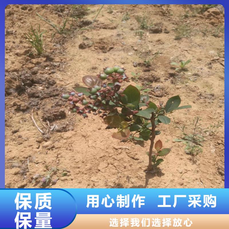 蓝莓苗无花果苗厂家货源