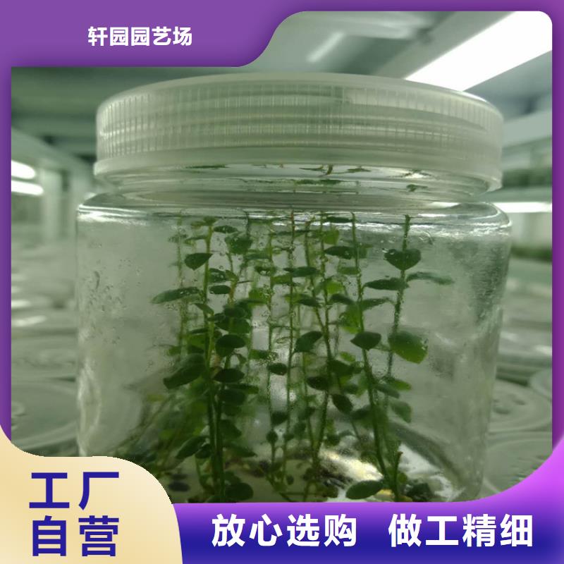 蓝莓苗梨树苗一致好评产品