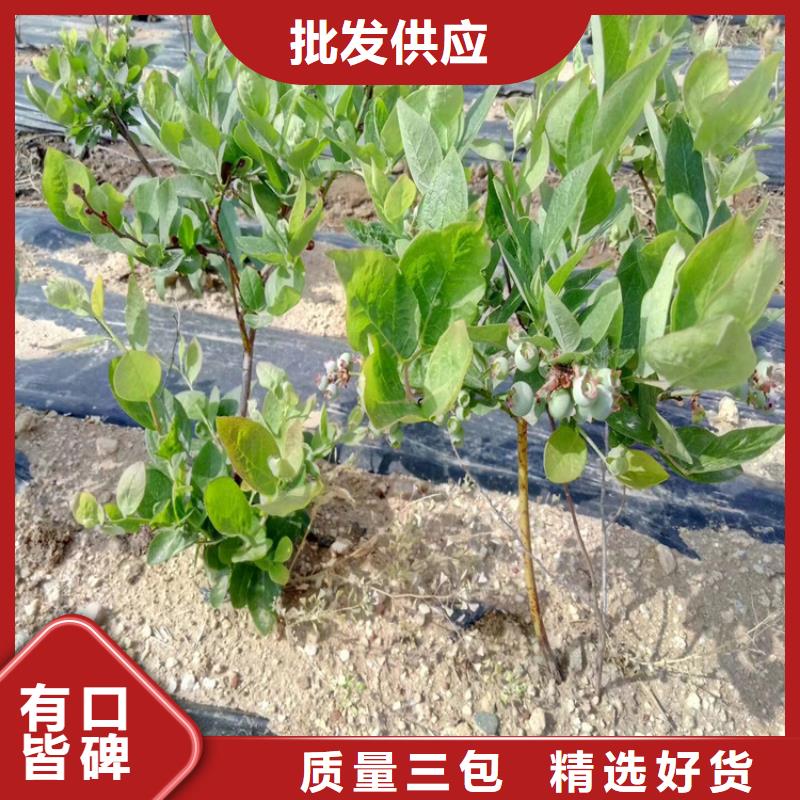 蓝莓苗【石榴树苗】专注细节使用放心