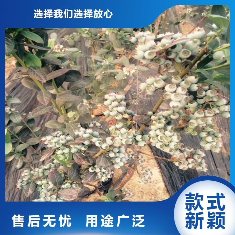 【蓝莓苗_苹果苗源头工厂】