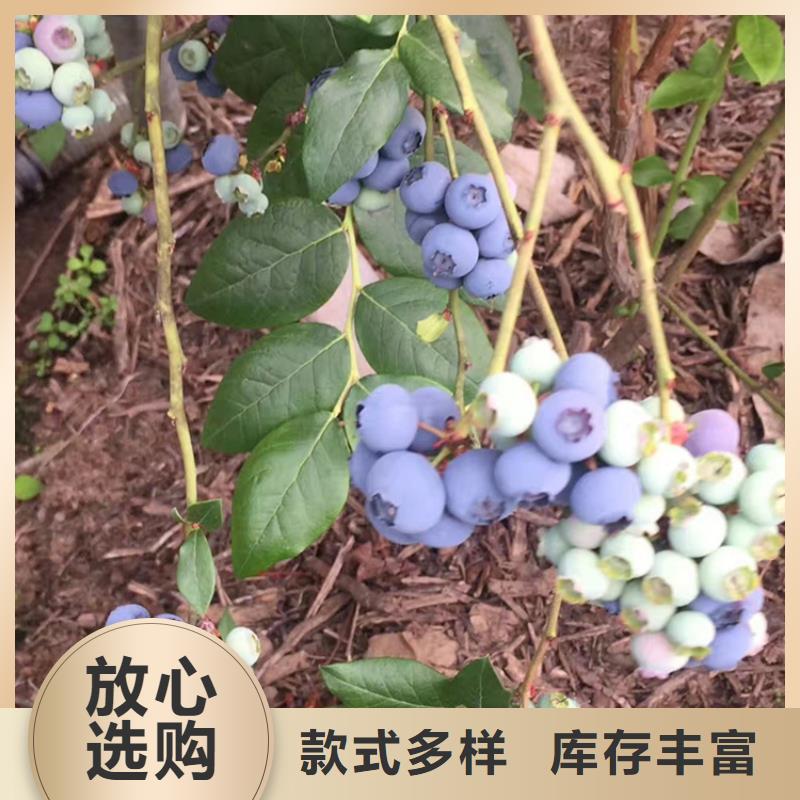 【蓝莓苗石榴苗厂家直营】