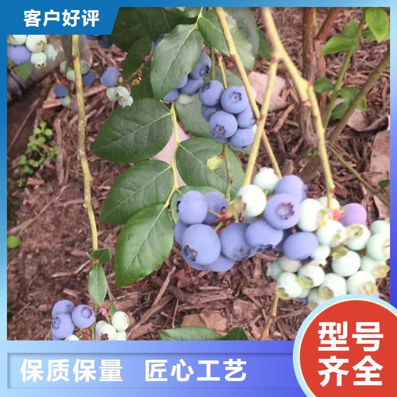 蓝莓苗【苹果苗】批发货源