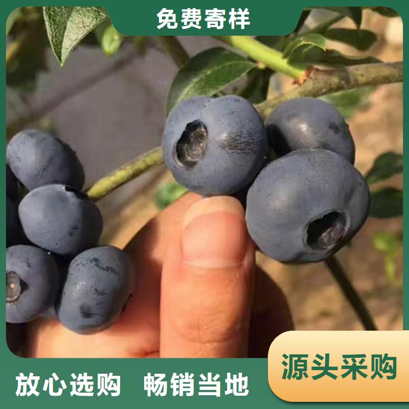 蓝莓苗【蓝莓苗】一手货源