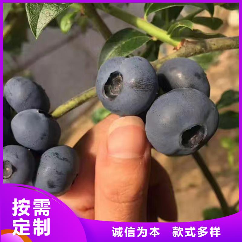 蓝莓苗【石榴树苗】专注细节使用放心