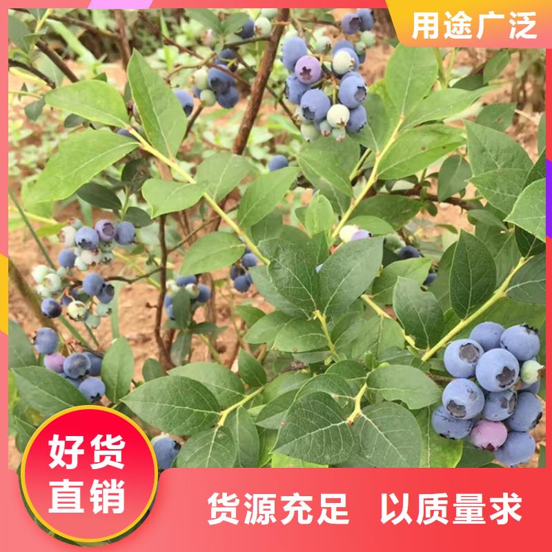 蓝莓苗【石榴树苗】专注细节使用放心