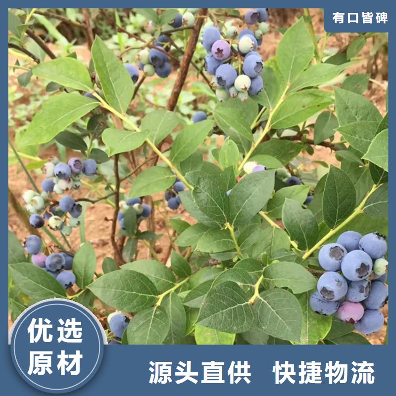 蓝莓苗无花果苗厂家货源