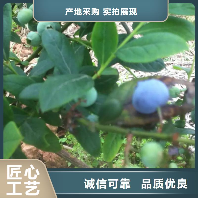 蓝莓苗苹果苗用心经营