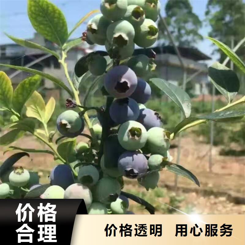 蓝莓苗樱桃苗优质原料